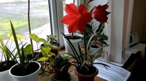 Амариллис цветение и уход