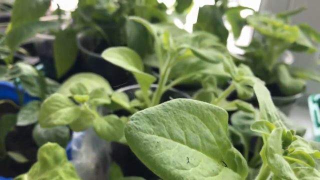 Обзор моей рассады на подоконнике Зима не уходит по - французки Задержалась по русски все на посошо смотреть онлайн