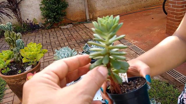 Suculentas que são iguais a outras - Parte 2