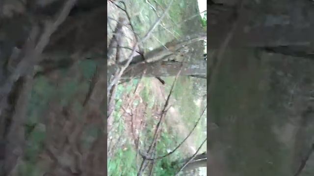 Лайфхак: как построить хороший дом в лесу из веток. Образец)) смотреть онлайн