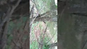 Лайфхак: как построить хороший дом в лесу из веток. Образец))