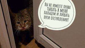 Котик Пуаро запаниковал два раза! Сова Ёль ответила мне УГУ два раза. Для вечера достаточно!