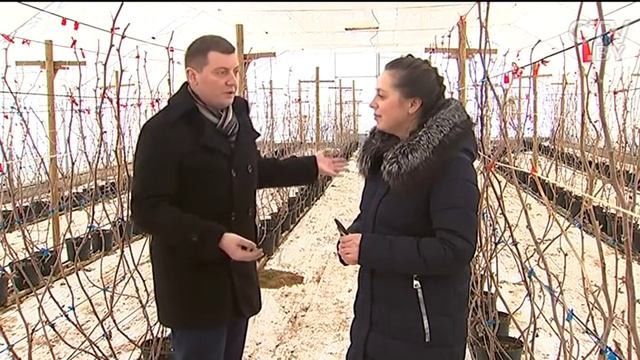 Малина зимой и нанотехнологии в механизмах: над чем работают белорусские учёные