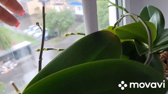 Все орхидеи на цветоносах(обзор) #орхидеи #азиатскиеорхидеи #orchid