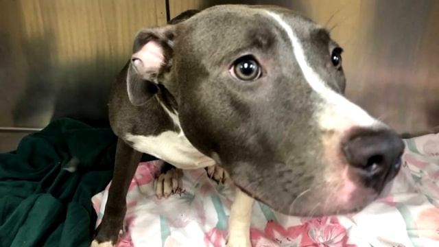 На прогулке с собакой женщина заметила в океане клетку, в которой кто-то был, узнав кто люди АХНУЛИ смотреть онлайн