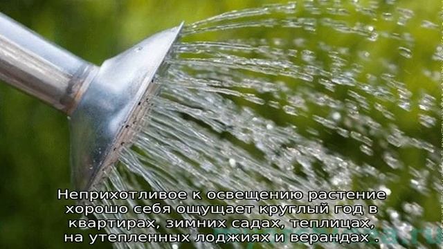 Клубника Тоскана смотреть онлайн