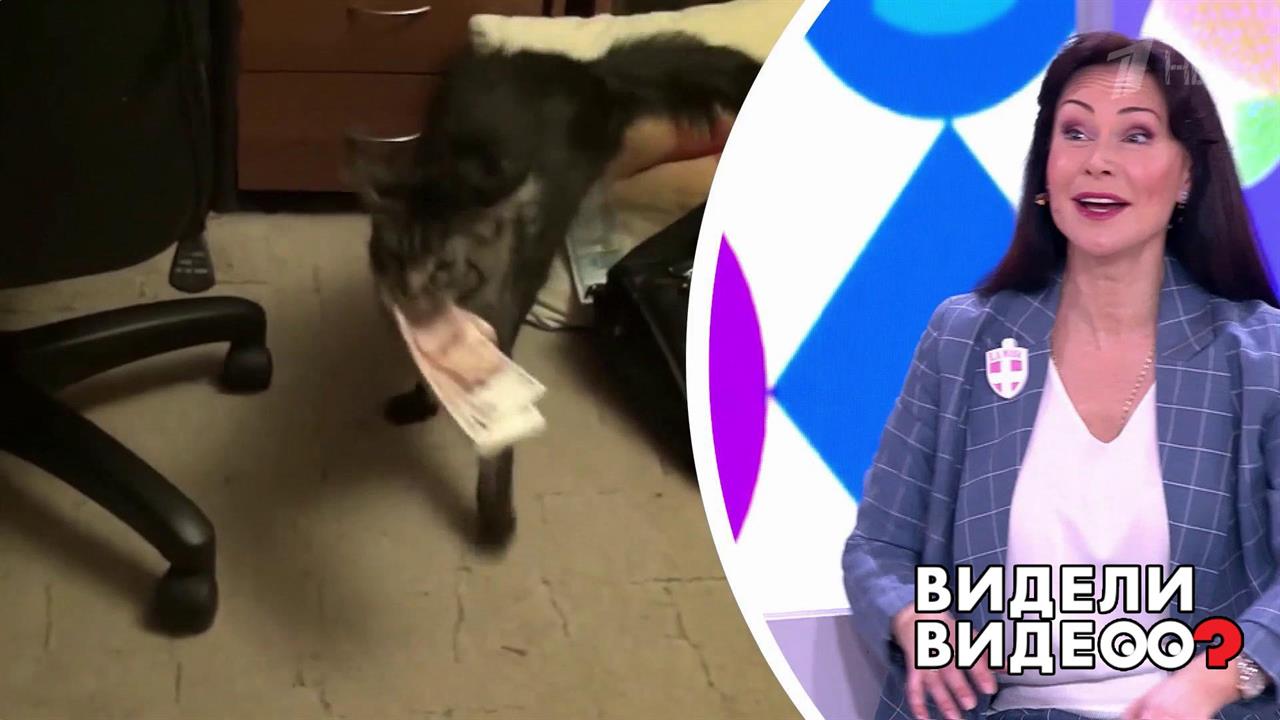 Кот украл из портфеля зарплату. Видели видео? Фрагмент выпуска от 07.06.2020