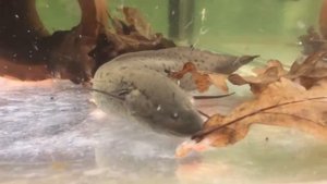 Протоптер мраморный кушает