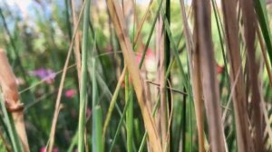 Amaryllis Minerva Hippeastrum - Côté jardin - 4K