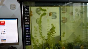 Цифровой термометр-наклейка для аквариума с Aliexpress