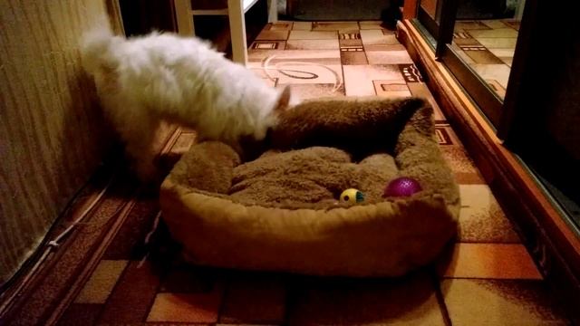 Вестик очень зол. Щенок рвет свою подстилку. смотреть онлайн