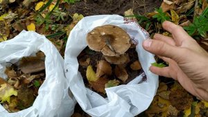 КАК ВЫРАСТИТЬ ГРИБЫ У СЕБЯ ПОД ДОМОМ! ЭКСПЕРИМЕНТ. ЛЕСНОЙ - ЛАЙФХАК