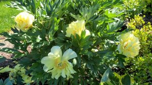 Пионы. Где сажать на солнце или в тени.