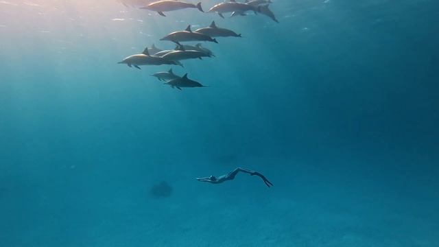 Фридайвинг с дельфинами | Baby freediving with dolphins