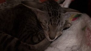 Спокойной ночи, Анечка))