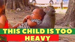 Macaque provides services