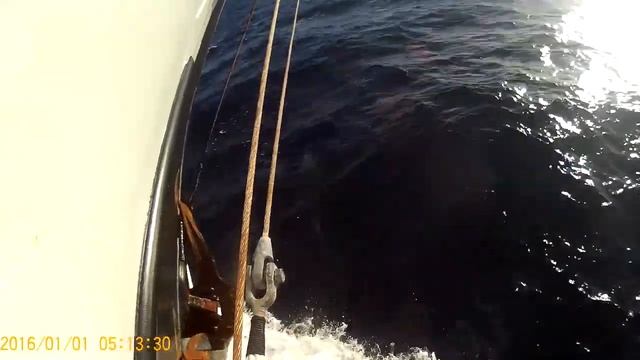 Большая парусная зима 2023. Дельфины выпендриваются. смотреть онлайн