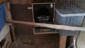 Купила курам подарок на Новый год. надеюсь оценят