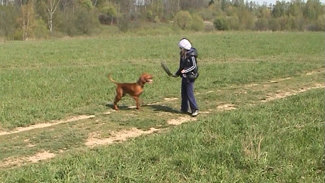 Бурбуль щенок выжла и дети (борьба за апорт) смотреть онлайн