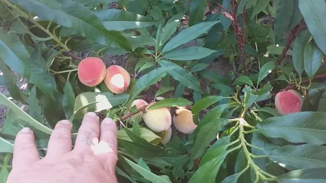 Персик колоновидный Роман, карликовый сорт. смотреть онлайн