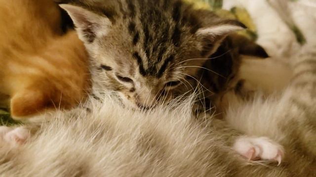Как котенок титьку сосёт. смотреть онлайн