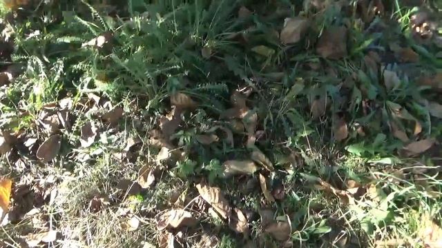 Собираем ГРЕЦКИЙ ОРЕХ Наводим порядок Косим травку смотреть онлайн