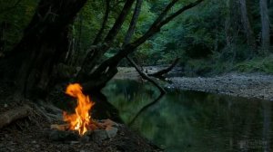 Как часто подкармливать помидоры в открытом грунте?