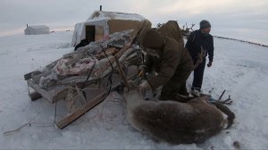 Долгане - оленеводы. Анабарская тундра.