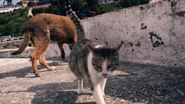 Свадьба в Европе. Греция Корфу 5 апреля 2017