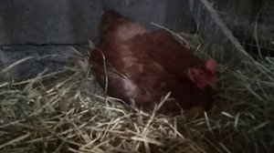 Как посадить курицу на яйца, если она не квокчет.
