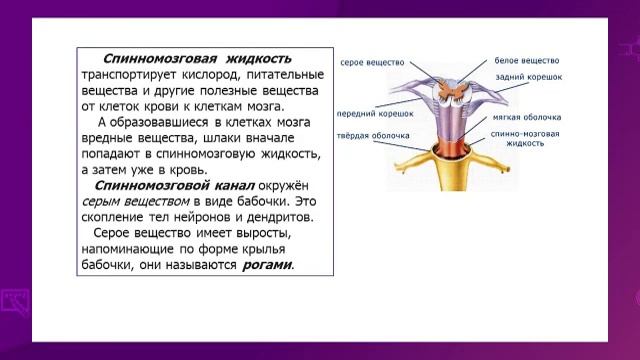 Биология. 7 класс. Центральная и периферическая части нервной системы. Спинной мозг /16.02.2021/