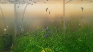 Hyphessobrycon megalopterus  Black phantom tetra