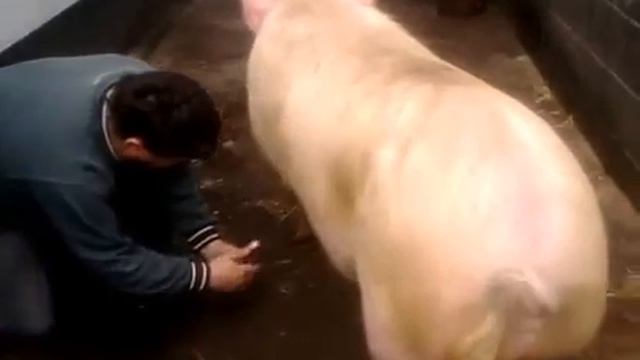 Как зарезать свинью.Мастер-класс от Ромы Кардаша смотреть онлайн