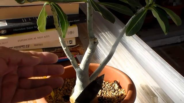 Cut the BUD  of an Adenium Obesum Adenium Bonsai Desert Rose.