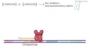Лактозный оперон - что такое. Пример регуляции активности генов.