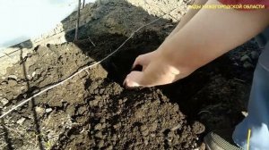 Как правильно сажать жимолость весной.Жимолость посадка в открытый грунт.