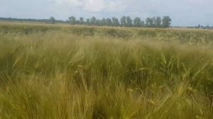 Хайлайт Краснодар