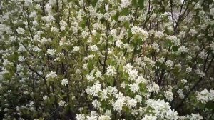 цветет Ирга, пчел нет.