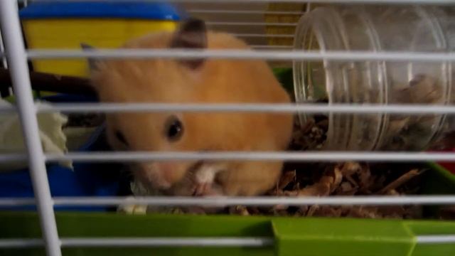 ПРОГУЛОЧНЫЙ ШАР ДЛЯ ХОМЯКА || Зачем нужен? смотреть онлайн