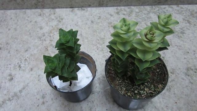 #Suculentadodia! | Crassula Perforata смотреть онлайн