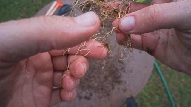 Como Revivir una Planta Seca o Marchita? y cómo saber si está muerta? смотреть онлайн