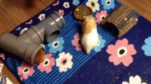 У Нас Гости! Морские Свинки Встречают Гостей! / SvinkiShow