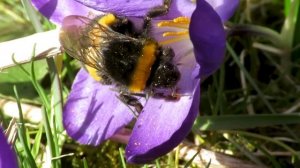 Földi poszméh királynő sáfrányon - Buff-tailed bumblebee (Bombus terrestris) on Crocus