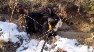 В Лесу! Наступила Зима. Животные Радуются Снегу.