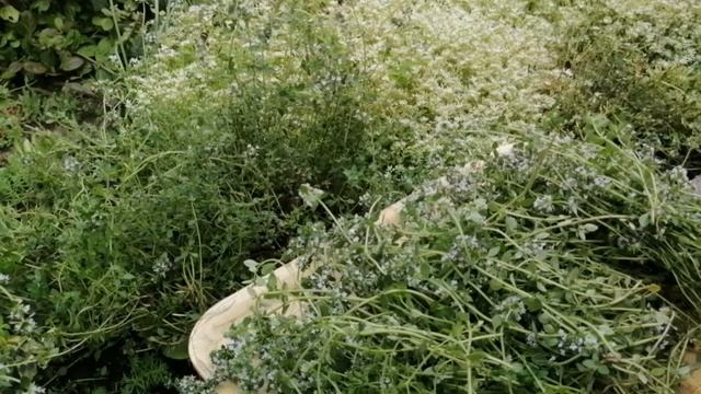 заготовка чабреца и спасение от депрессии!! смотреть онлайн