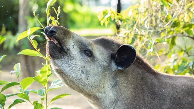 Tapir Spirit Guide - Ask the Spirit Guides Oracle, Totem Animal, Power Animal, Magical Crafting смотреть онлайн