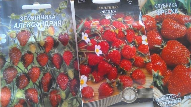 Земляника, клубника из семян. Сеем в феврале (1)