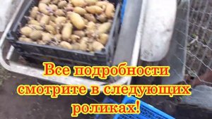 Каким должен быть семенной картофель./ Советы от Александра Атюцкого.
