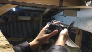 Николаевские мраморные голуби 2020