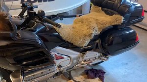 Honda Gold Wing 1800 2003. Новый гараж.